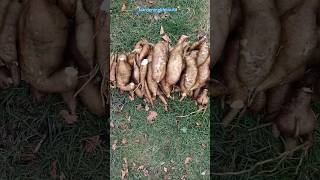 Yacon Root Harvest from the Plants Grown in Ground 地栽雪莲果的收获 25 lbsyoutubeshorts gardening [upl. by Hgielac900]