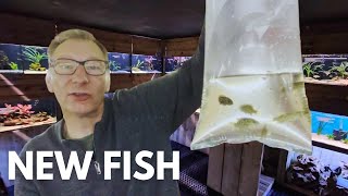 NEW Fish for Bills Cichlid Room [upl. by Bixler555]