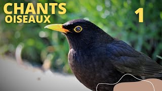 CHANTS DOISEAUX  LECON 1 oiseaux ornithologie [upl. by Siletotsira]