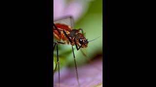 Mosquito Sound Effect  Buzzing Mosquitoes  RoyaltyFree and Free to Use [upl. by Arraic819]