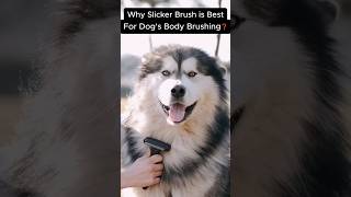 Why Slicker Brush is best for dogs body brushing [upl. by Jarus]