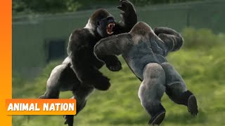 Gorillas Fighting  Animal Nation [upl. by Bunny]