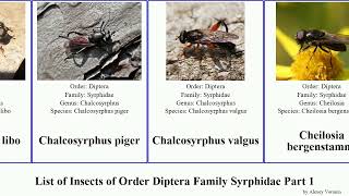 List of Insects of Order Diptera Family Syrphidae Part 1 cheilosia brachyopa chalcosyrphus flower [upl. by Haidabej]