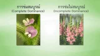 วิชาชีววิทยา  การแสดงออกของยีนแบบ Complete dominant Incomplete dominant และ Codominant [upl. by Aneeles]