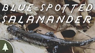 BlueSpotted Salamander  Wild ID [upl. by Zampino]