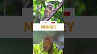 Monkey facts in malayalam amazingfactsmalayalam facts [upl. by Ahsyekat17]