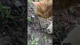 カマキリ発見 どうなる⁉︎ ねこ cat アメショ うめ [upl. by Yseult]