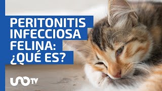 Peritonitis Infecciosa Felina ¿qué es esta enfermedad letal para los gatos [upl. by Lea844]