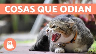 10 cosas que los gatos odian y debes evitar [upl. by Yracaz]