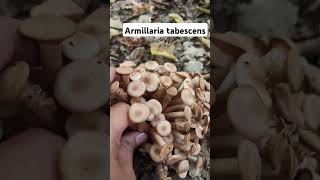 Armillaria tabescens shorts mushroom fungi foraging [upl. by Neelik634]