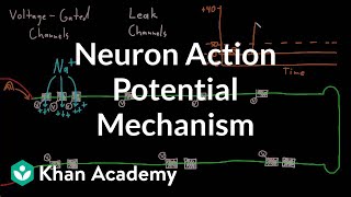 Neuron action potential mechanism  Nervous system physiology  NCLEXRN  Khan Academy [upl. by Atterehs394]