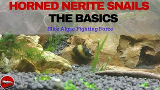 Horned Nerite Snails  The Basics [upl. by Naeruat771]