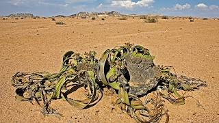 Welwitschia mirabilis  The living fossil defying natures harshest laws [upl. by Einattirb]