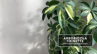 Schefflera Arboricola Trinette [upl. by Koblas]