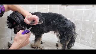 Well behaved Havanese dog breed full groom long cut dog grooming without restraints [upl. by Oab]