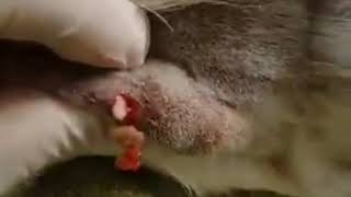 Sebaceous Cyst Squeeze [upl. by Orestes888]