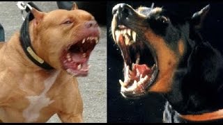 Pitbull VS Doberman shorts [upl. by Jarl689]