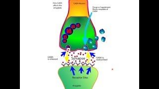 How The Neurotransmitter GABA Works For Anxiety In The Brain [upl. by Treblih483]