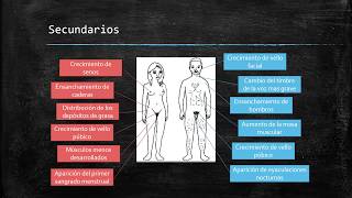 Caracteres sexuales primarios y secundarios [upl. by Nikoletta]