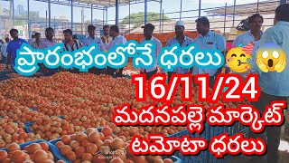 161124 Madanapalle Tomato Market price Today  Today Tomato Market Rate in Madanapalle today [upl. by Ru]