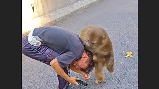 monkey attacking humans Part2 monkey monkeys monkeyvideo funny funnyanimal [upl. by Hesper675]