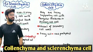 Collenchyma and sclerenchyma cell  Class 11 Biology [upl. by Lamaaj]