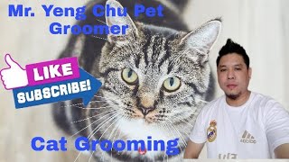 How To Groom Cat full Of Matted Hair [upl. by Glen]