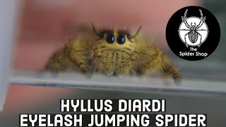 Hyllus Diardi Eyelash Jumping Spider [upl. by Lasala]