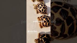 sulcata sulcatatortoise duniabinatang babysulcata pets kurakura animals turtle tortoise [upl. by Jean-Claude77]