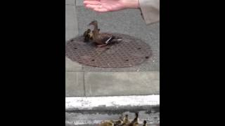 Baby ducks want their mama [upl. by Adidnac]