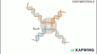 HOMOLOGOUS RECOMBINATION [upl. by Asemaj]