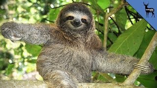 8 Reasons To Love Sloths Even More [upl. by Jennee]