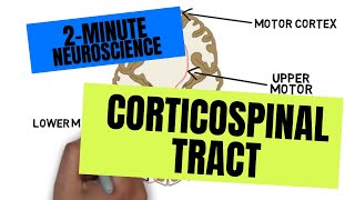 2Minute Neuroscience Corticospinal Tract [upl. by Gent]