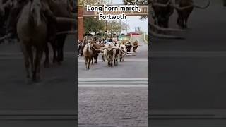 Long Horn March Fortworth shortsfeed shorts texas travel longhorns america [upl. by Roach]