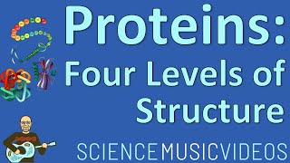 Proteins Amino Acids Polypeptides and the Four Levels of Protein Structure [upl. by Zeuqram828]