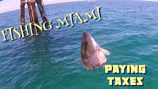 FISHING MIAMI NEW SPOT MANGROVE AND YELLOWTAIL SNAPPERS [upl. by Earesed]