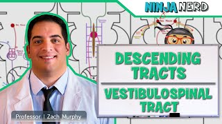 Neurology  Descending Tracts Vestibulospinal Tract [upl. by Adiaroz]