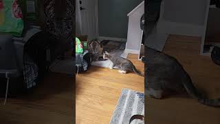 Scared of my boots 🤣🤣 catlife catmom furbabies staceanncatmomof4 mycrazycatlife [upl. by Ibok]