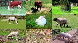 Animales de Granja para niños con vídeos [upl. by Yeneffit]