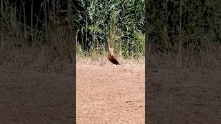 Курганник охлаждается  Buteo rufinus wildlife birdwatching animalbehavior [upl. by Auqeenwahs]