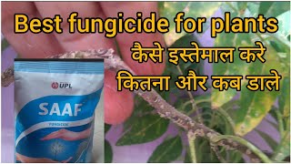 Best Fungicides for Plants  Three category of fungicides  How to use it plants [upl. by Ahsienar]