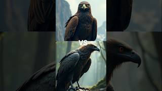 Eagle vs Vulture vs  falconcrow seagull toucan bird Macow pigeon [upl. by Vernier]