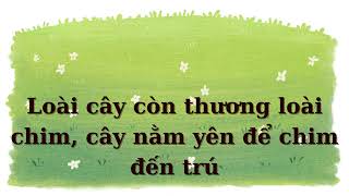 Tâm Mer karaoke beat chuẩn [upl. by Dunlavy]