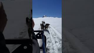 Dog Sledding on a Glacier dogsledding sewardalaska glacier alaskanmalamute alaska adventure [upl. by Foskett434]