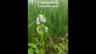 Wayside Weed  Leucas aspera [upl. by Atkinson724]