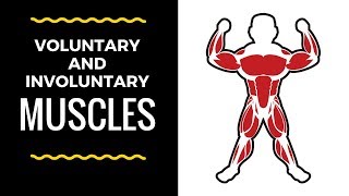 Voluntary and Involuntary muscles [upl. by Corel]