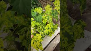 Hermosa planta Abutilon pictum shoets videos [upl. by Issej]