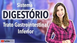 Sistema Digestório 35 Trato Gastrointestinal Inferior Intestino Delgado e Intestino Grosso [upl. by Kwasi]