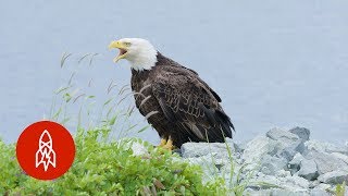 The Alaskan Town FULL of Bald Eagles [upl. by Grote245]