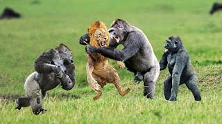 LION VS 2 GORILLAS ¿Y si [upl. by Ellennej]